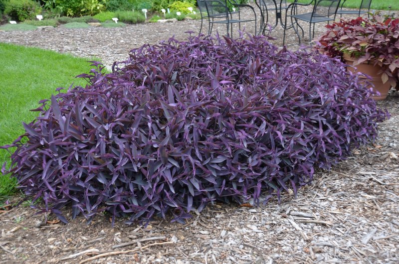 Традесканция виргинская Tradescantia virginiana