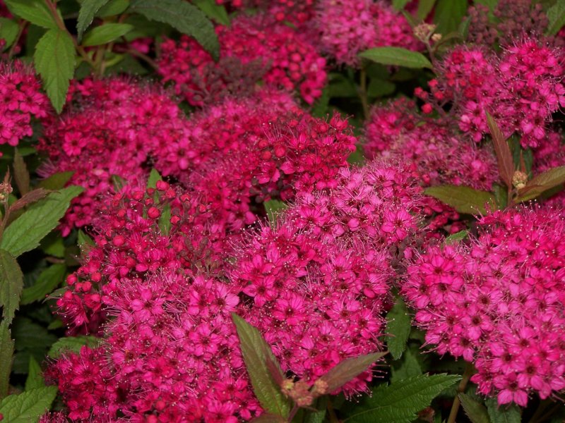Spiraea japonica Country Red