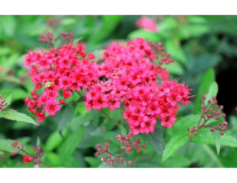 Спирея японская (Spiraea japonica `Dart's Red`)