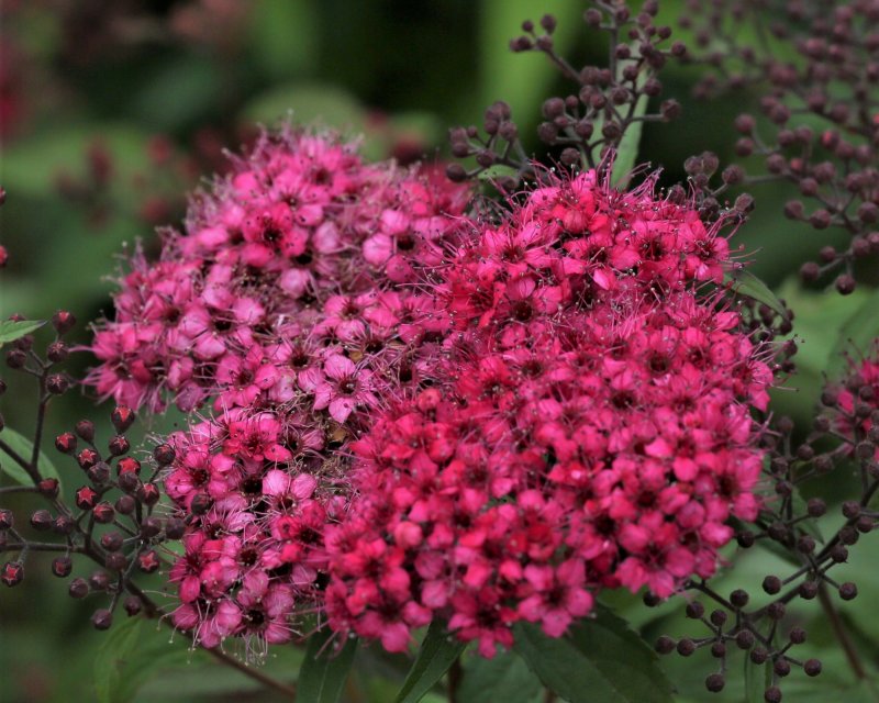 Spiraea japonica Anthony Waterer