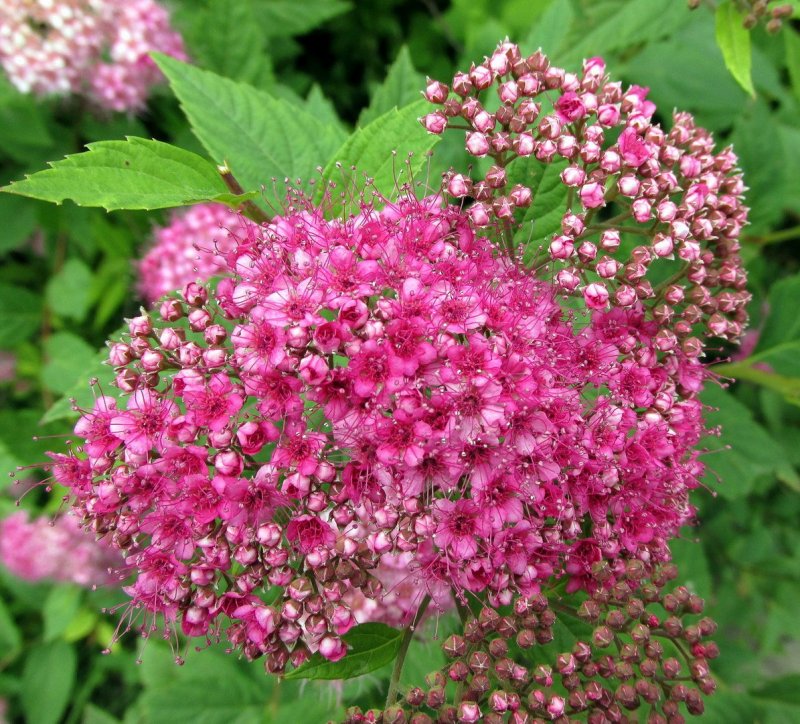 Спирея японская Froebelii