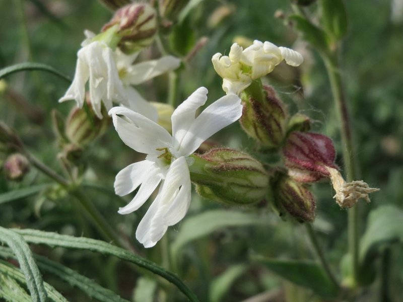 Melandrium eriocalycinum