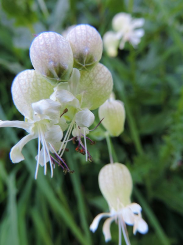 Silene latifolia