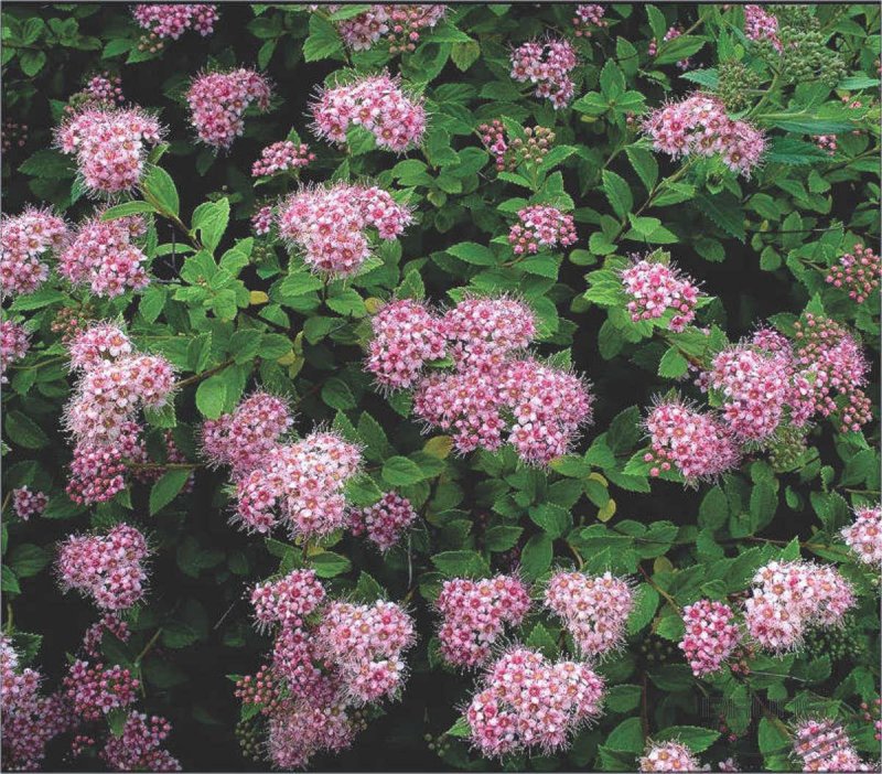 Spiraea japonica little Princess