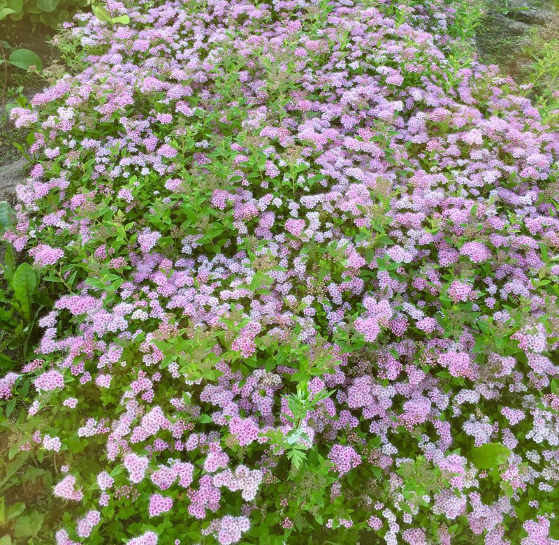 Spiraea japonica little Princess весной