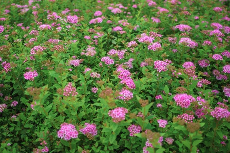 Spiraea japonica little Princess