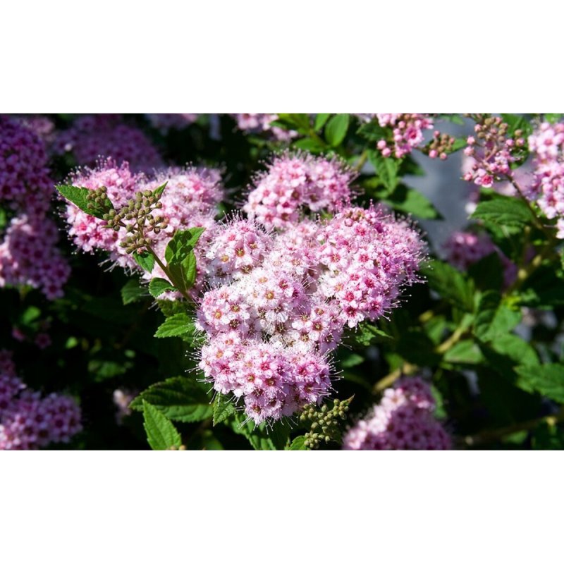 Spiraea japonica Манон