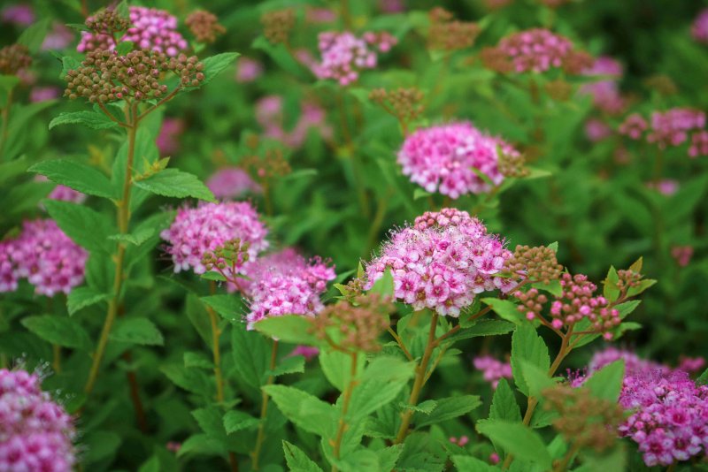 Спирея японская (Spiraea japonica)