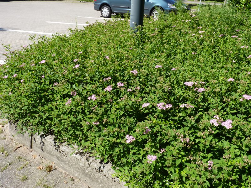 Spiraea japonica 'Manon'