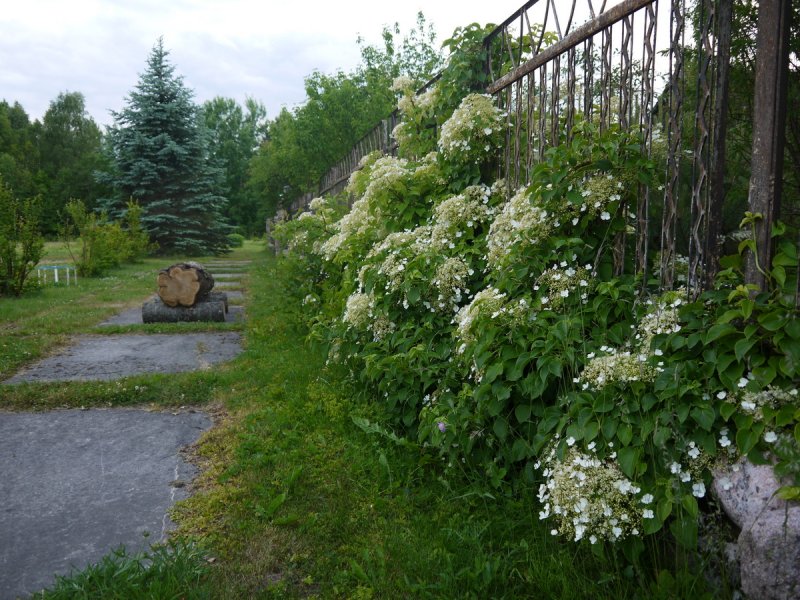 Гортензия черешковая Живая изгородь