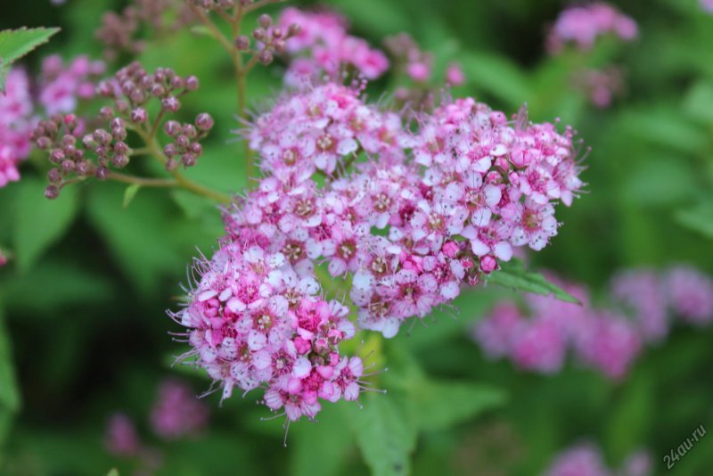 Спирея (Spiraea japonica) little Princess