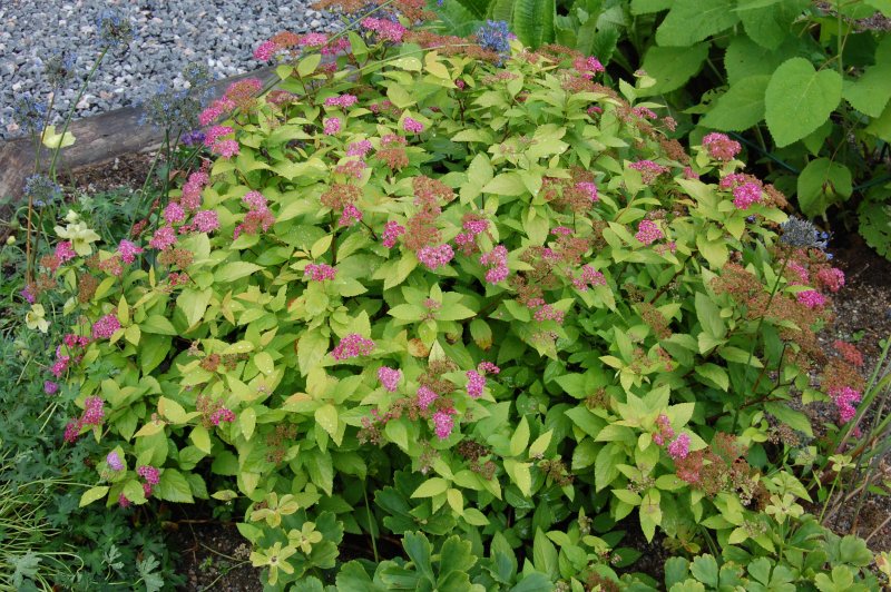 Spiraea little Princess плюшка