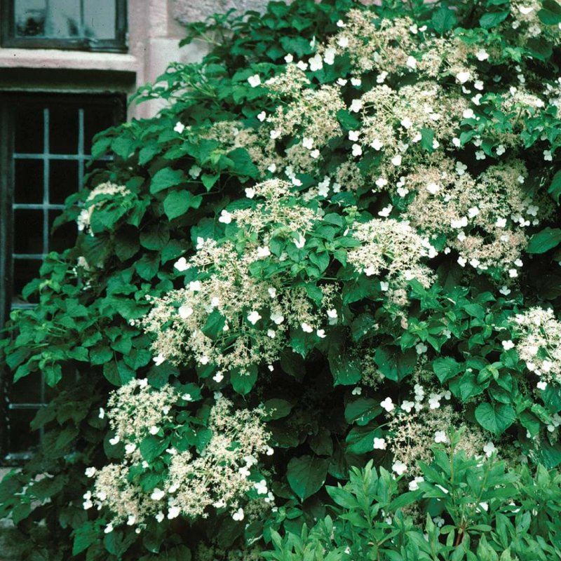 Гортензия anomala petiolaris
