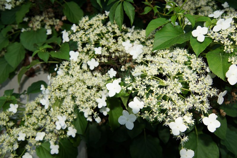 Гортензия anomala petiolaris