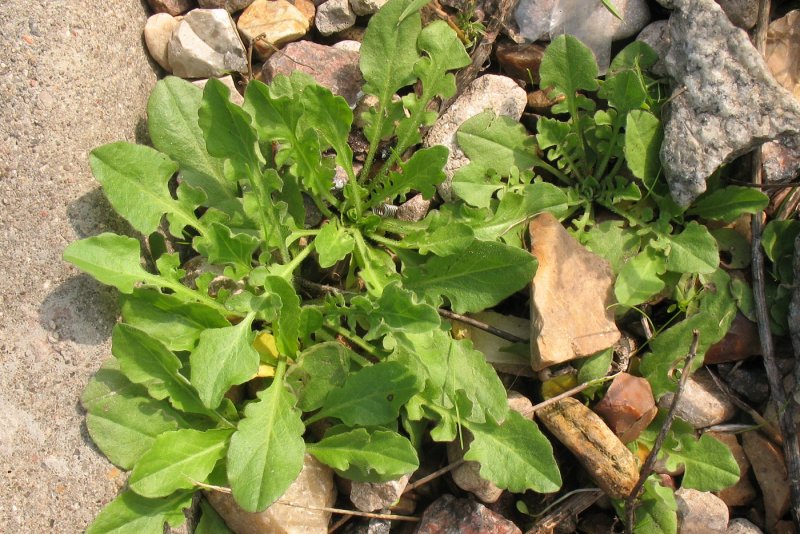 Lepidium crassifolium