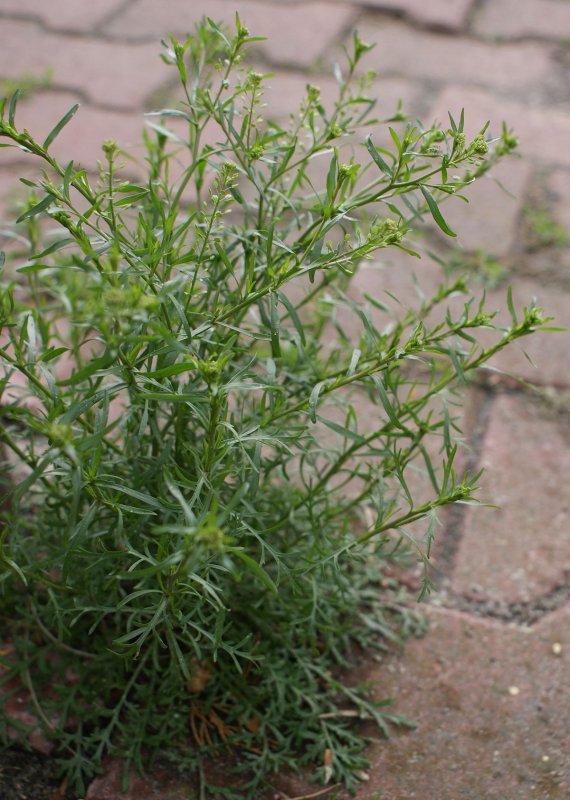 Lepidium ruderale