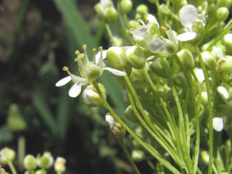 Lepidium Draba растение