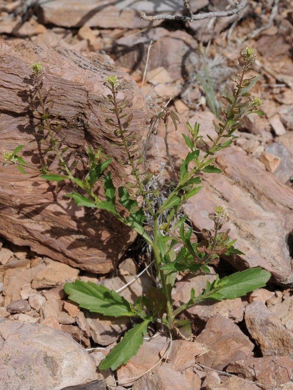 Lepidium meyenii