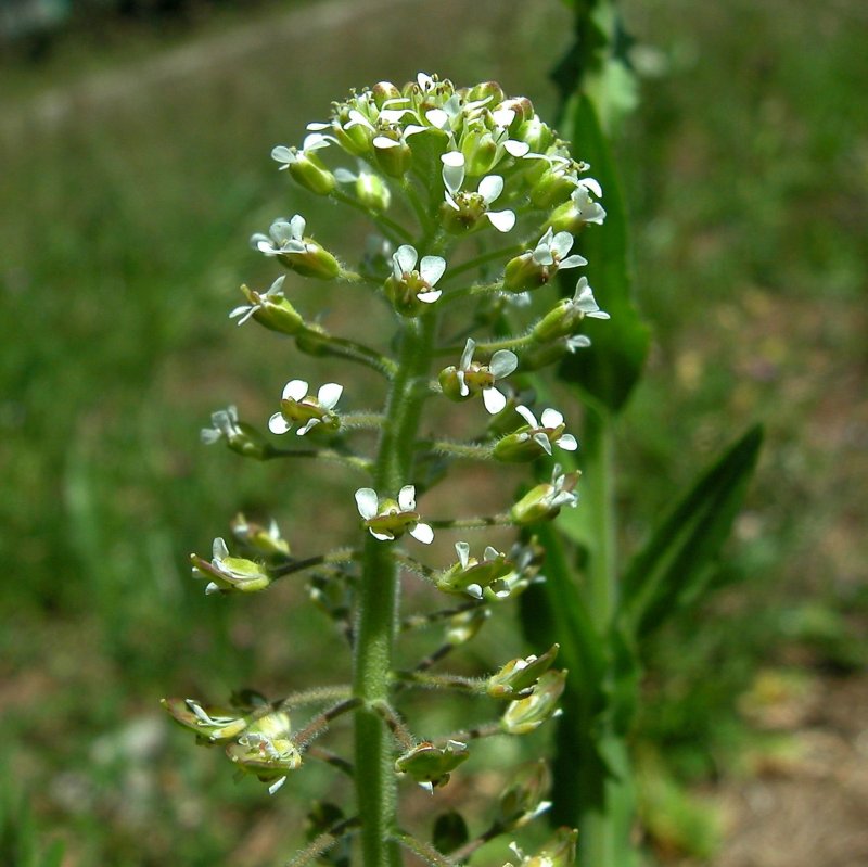 Lepidium Campestre клоповник полевой