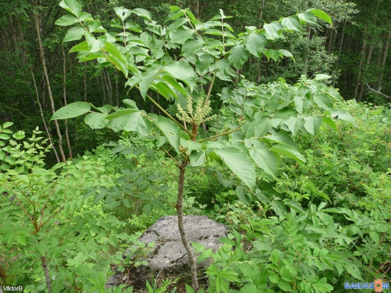 Аралия высокая (Aralia elata)