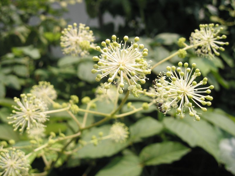 Аралия сердцевидная Aralia cordata