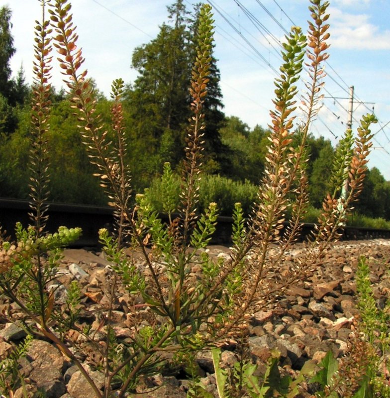 Клоповник полевой (Lepidium Campestre l.)