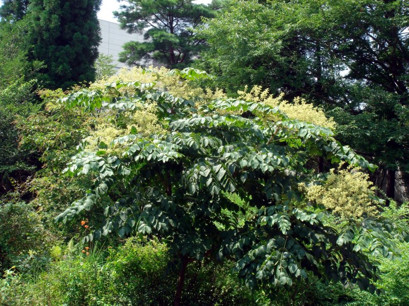 Аралия китайская Aralia chinensis