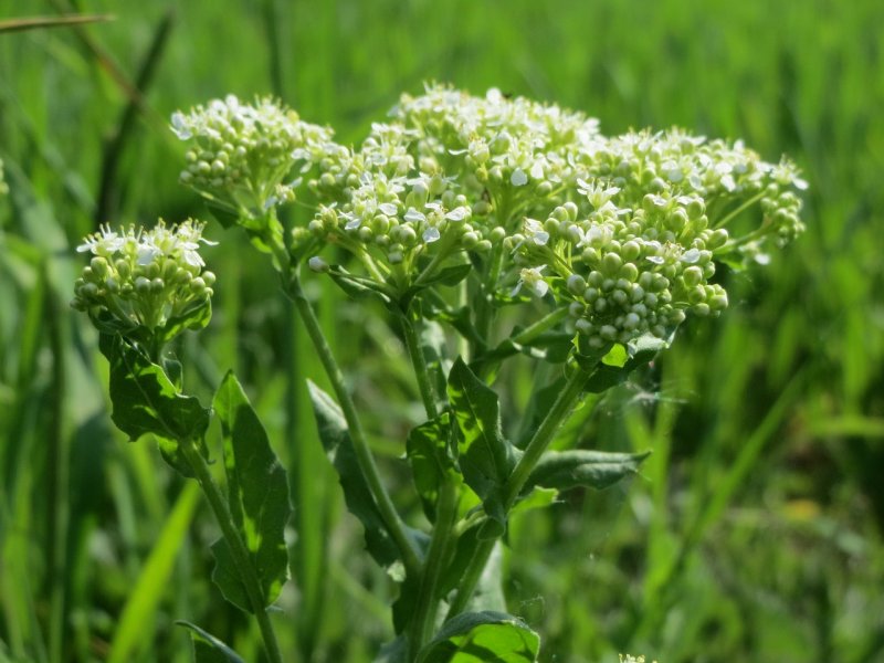 Lepidium densiflorum