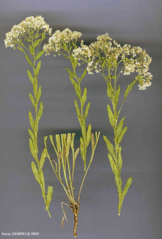 Клоповник сорный Lepidium ruderale