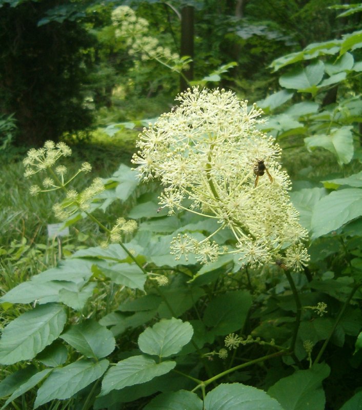 Аралия колючая (Aralia spinosa)