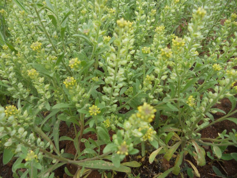Клоповник сорный Lepidium ruderale