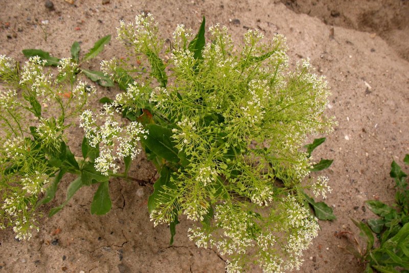 Lepidium sativum