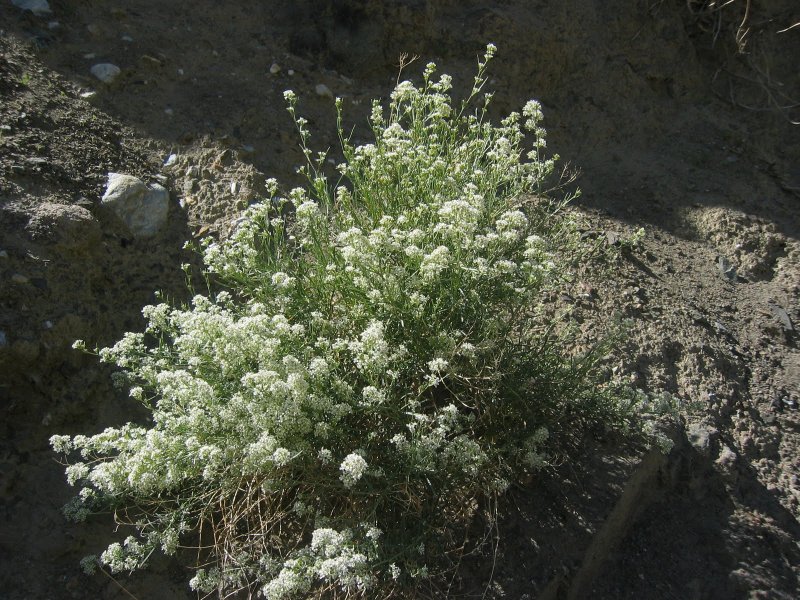 Lepidium Draba растение