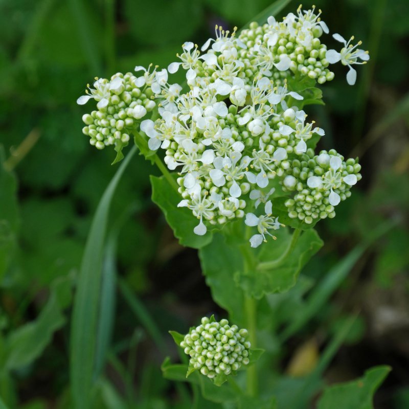 40. Клоповник мусорный (Lepidium ruderale), гулявник (Sisymbrium)