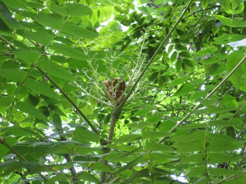 Аралия сердцевидная Aralia cordata Thunb