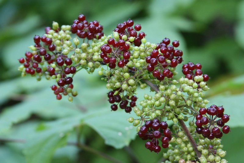 Аралия сердцевидная Aralia cordata