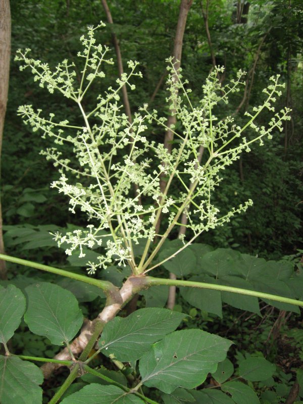 Аралия колючая (Aralia spinosa)