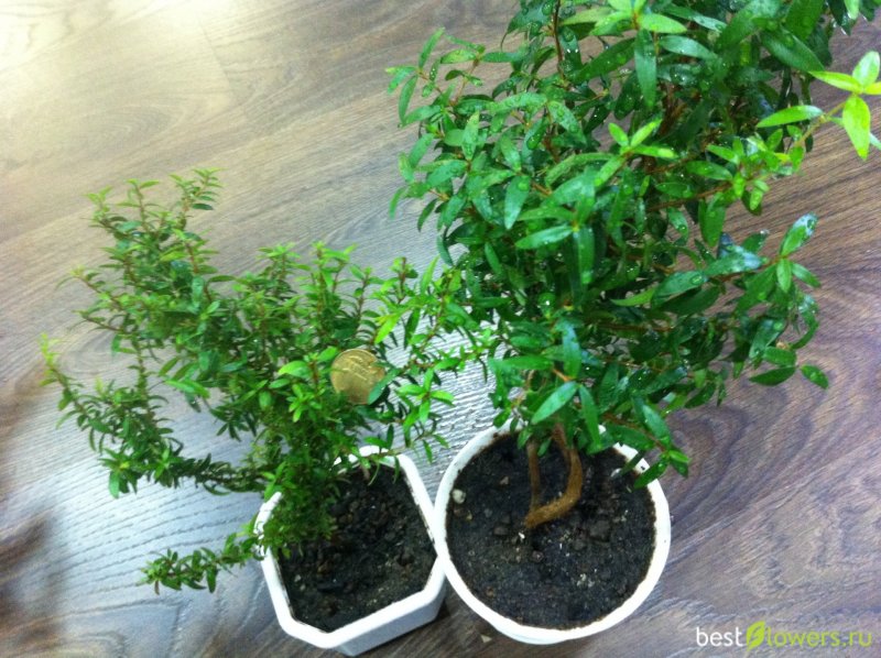 Мирт microphylla