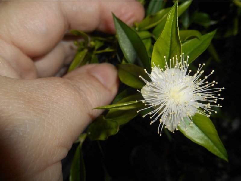 Myrtus Boetica