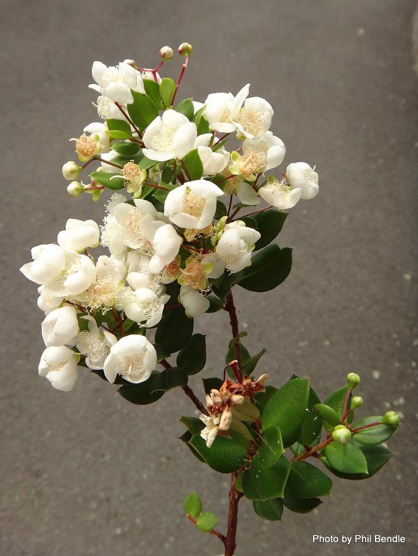 Мирт лума апикулата