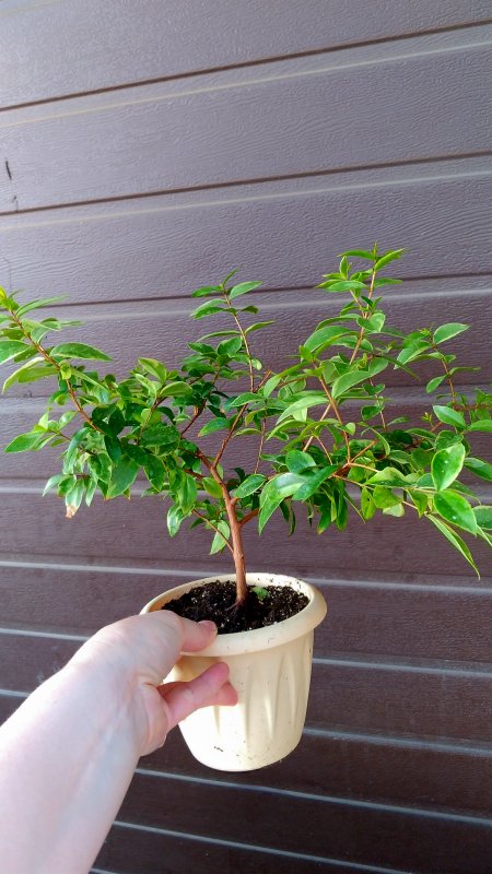 Мирт лума остроконечная (Luma apiculata)