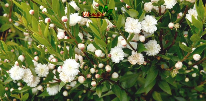 Мирт махровый Flore pleno
