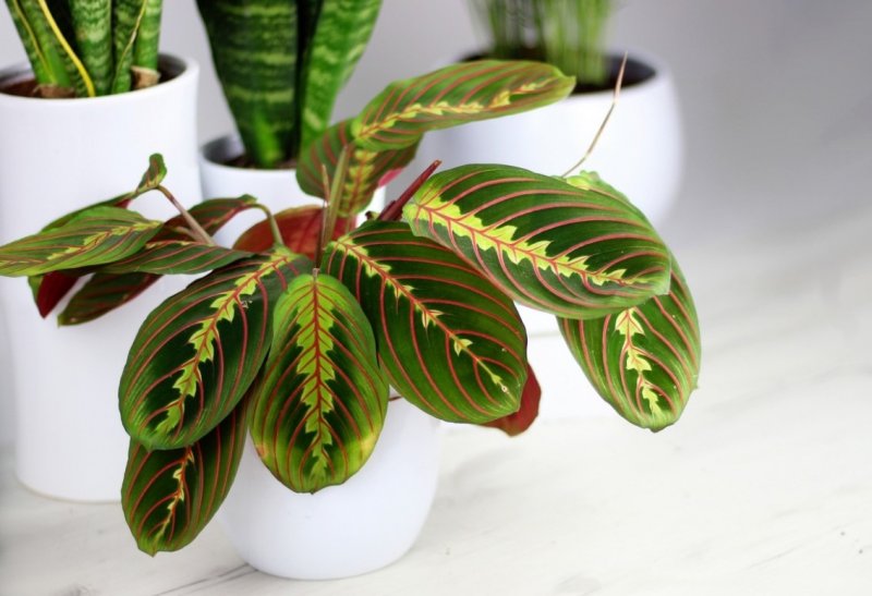 Маранта leuconeura