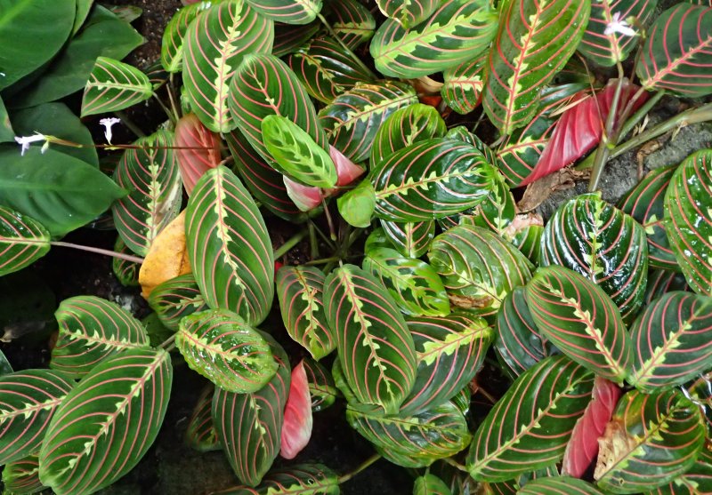 Маранта беложильчатая Maranta leuconeura