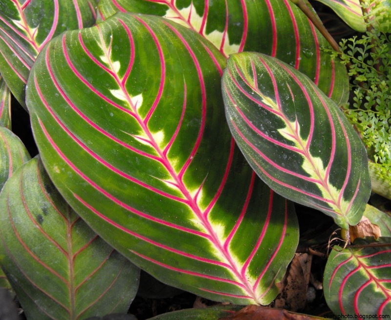 Маранта leuconeura