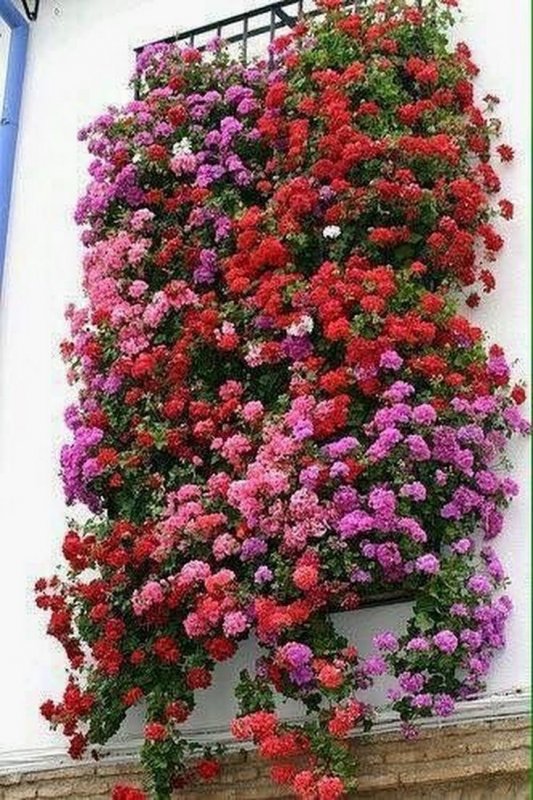 Пеларгония ампельная летний дождь