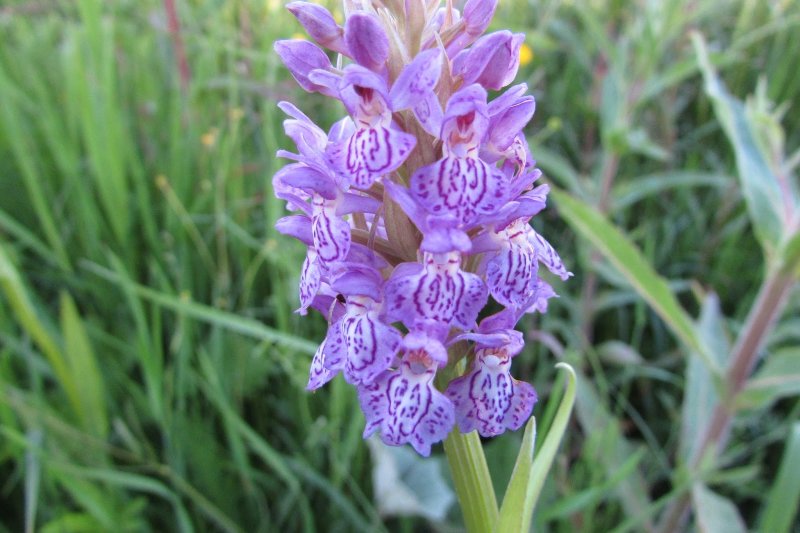 Dactylorhiza fuchsii