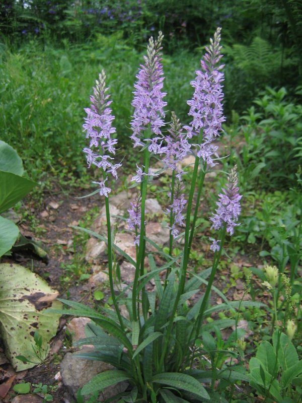 Пальчатокоренник Балтийский - Dactylorhiza