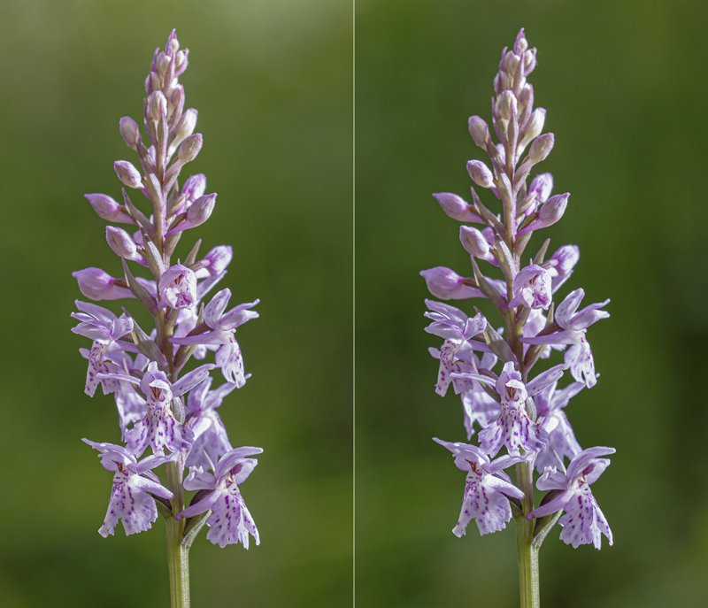 Dactylorhiza Sambucina