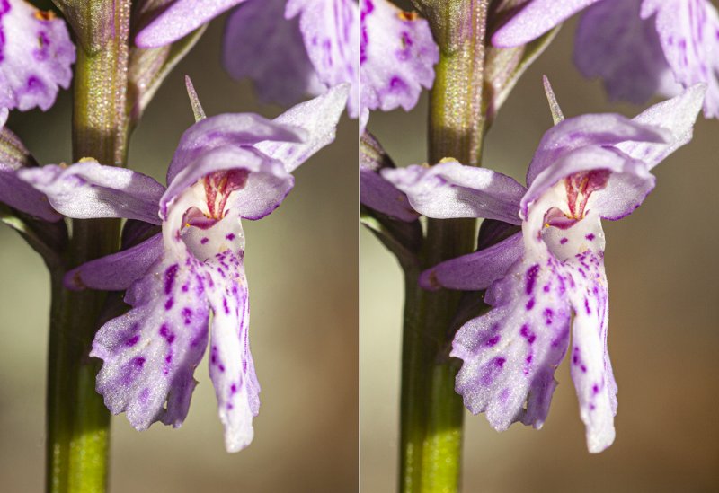 Пальчатокоренник мясокрасный Dactylorhiza incarnata